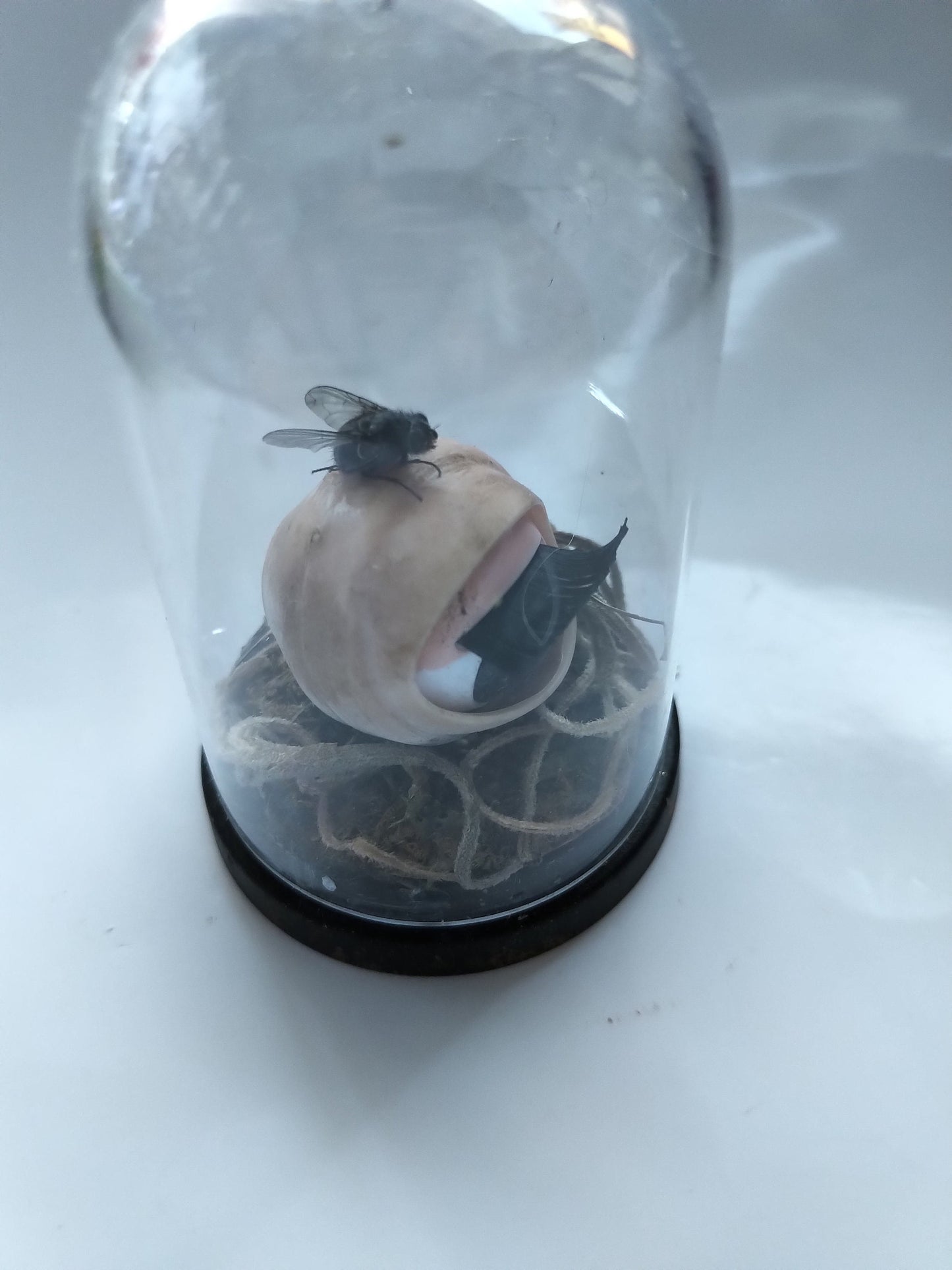 Eye Spy a Dead FLY mini dome jar